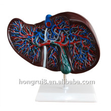 Medical Plastic Human Anatomical Liver modelo